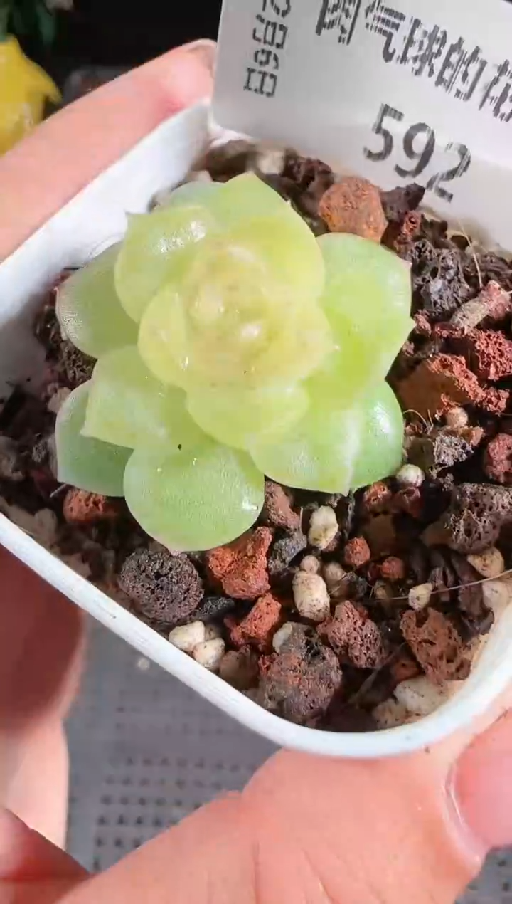 1206-592碧琉璃多肉群生不包整