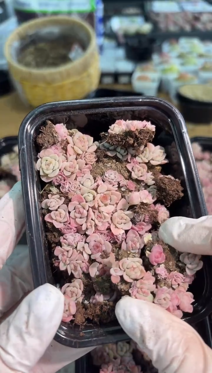 糖+麦25号切糕1盒 量拍混发