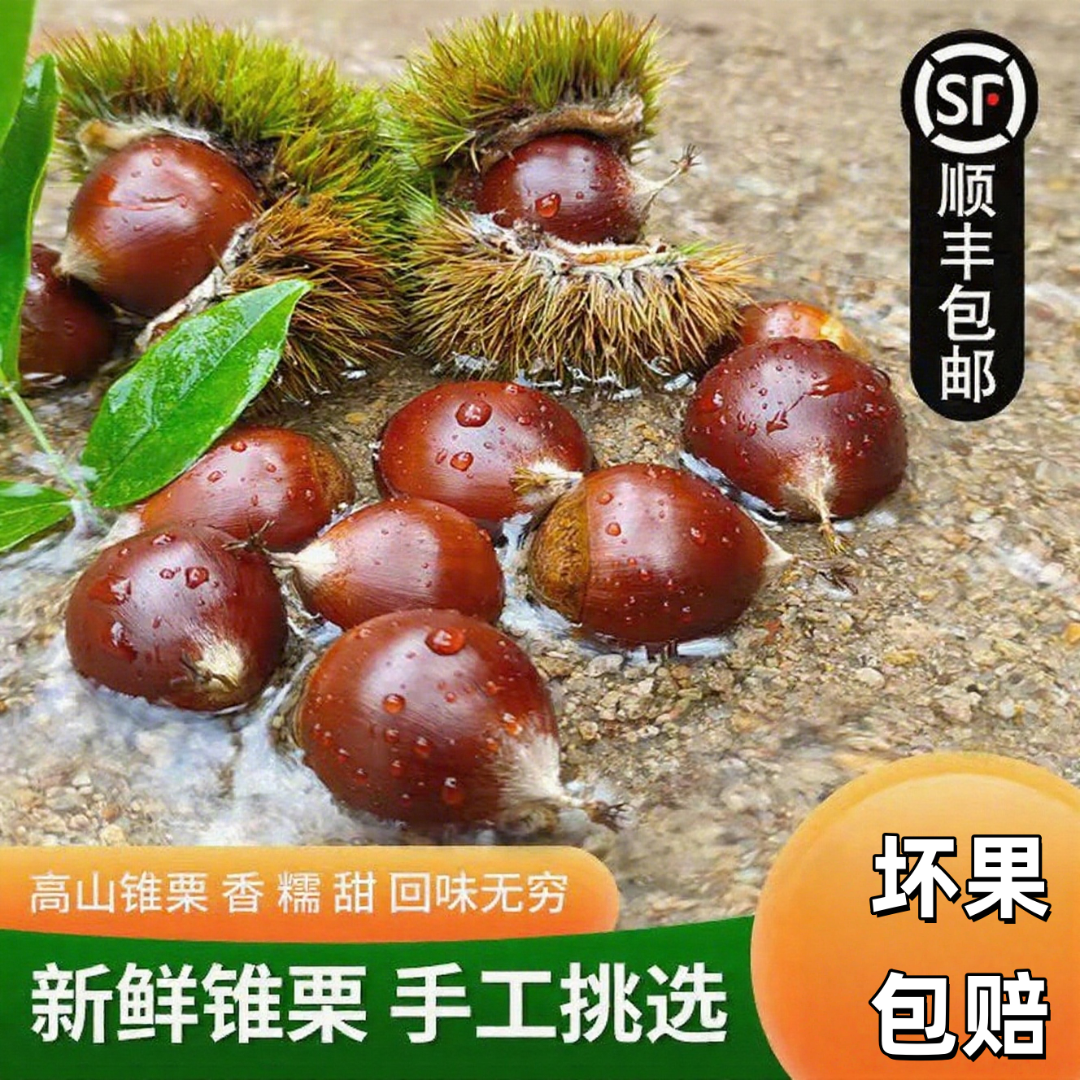 顺丰包邮2025建瓯现采现发高山新鲜锥栗油栗板栗野生毛栗子