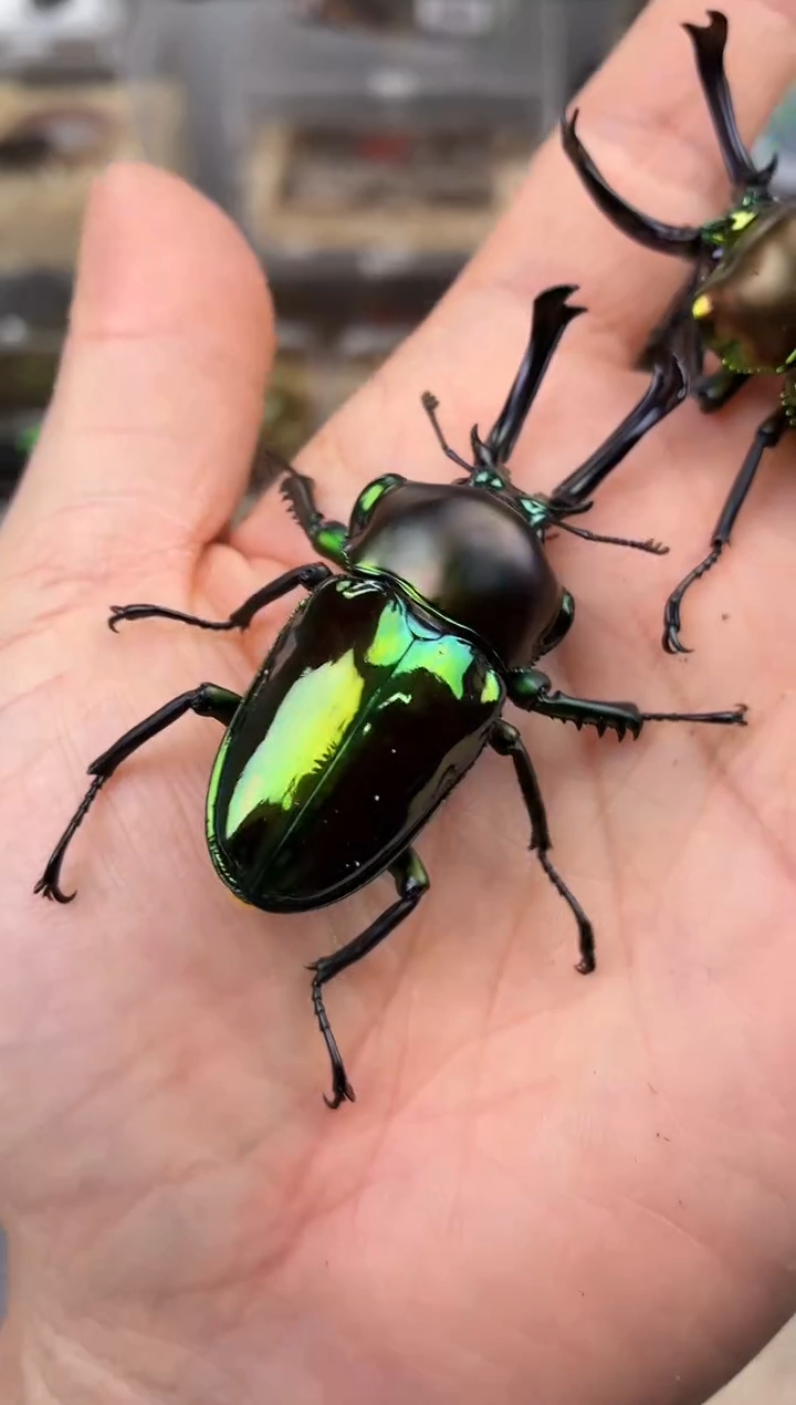 小*2052彩虹锹甲成虫公一只+进口饲养套餐一套