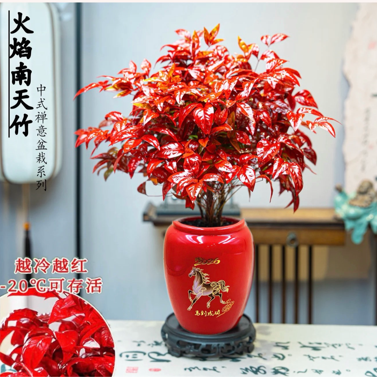 {越冷越红}火焰南天竹室内年宵花盆栽好养耐活