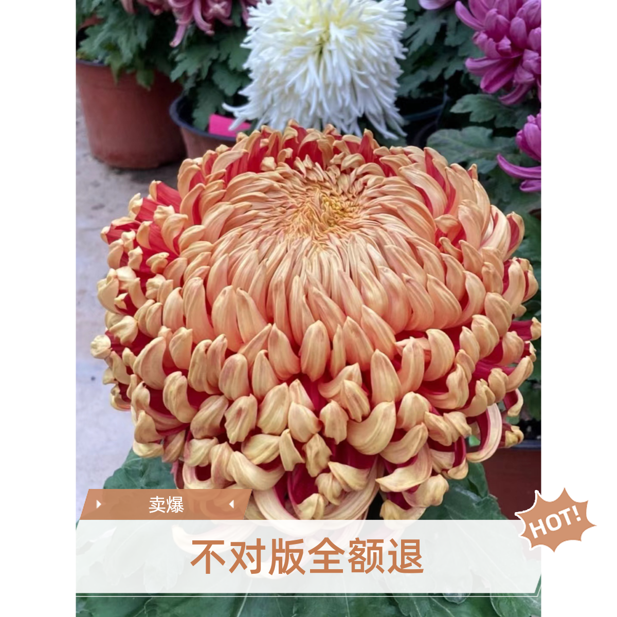 【太平红叶】 大花秋菊（微开花）室内室外多年生盆栽地载花卉