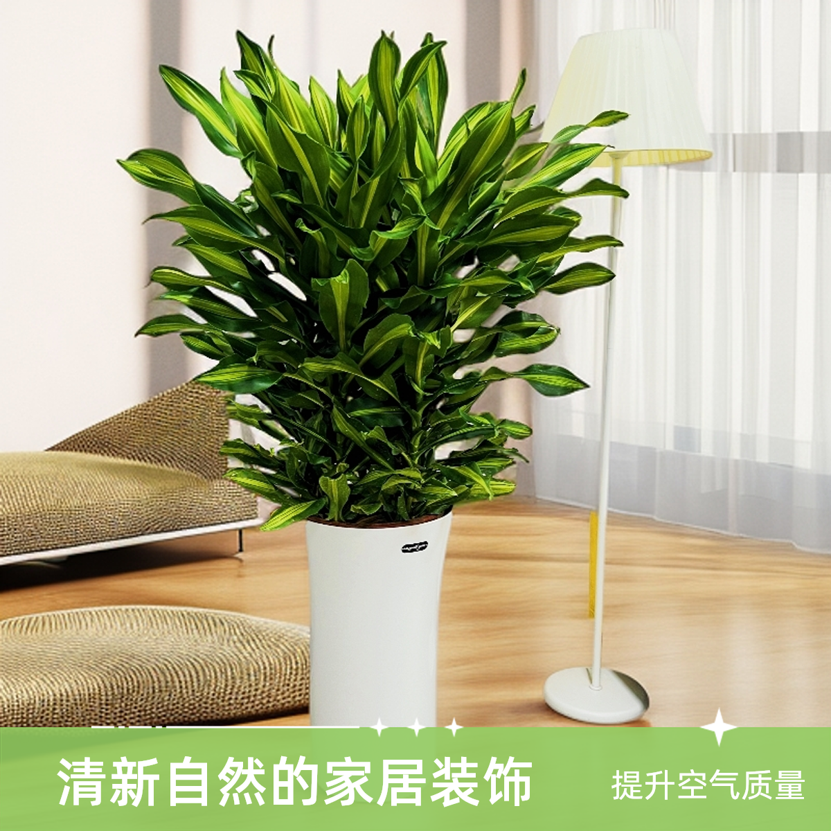【送货上门】金翡翠大型金心百合竹室内植物四季常青净化空气螺纹铁