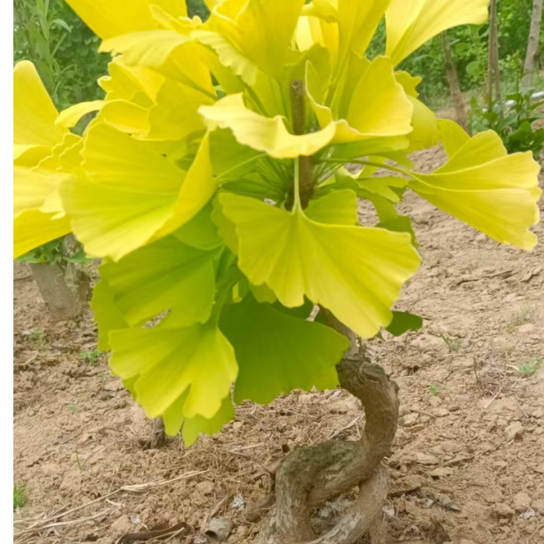 银杏树盆景地栽盆栽一物一拍2