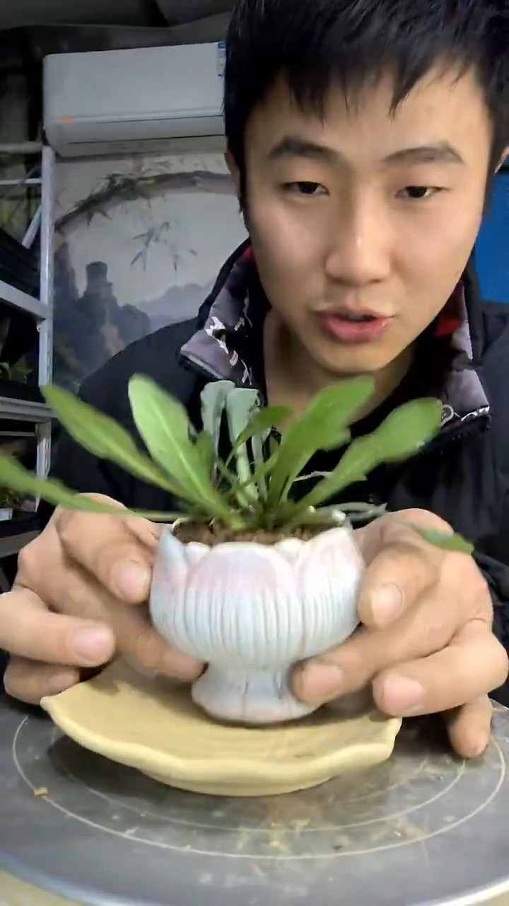 欧**满中青园艺一物一拍花155