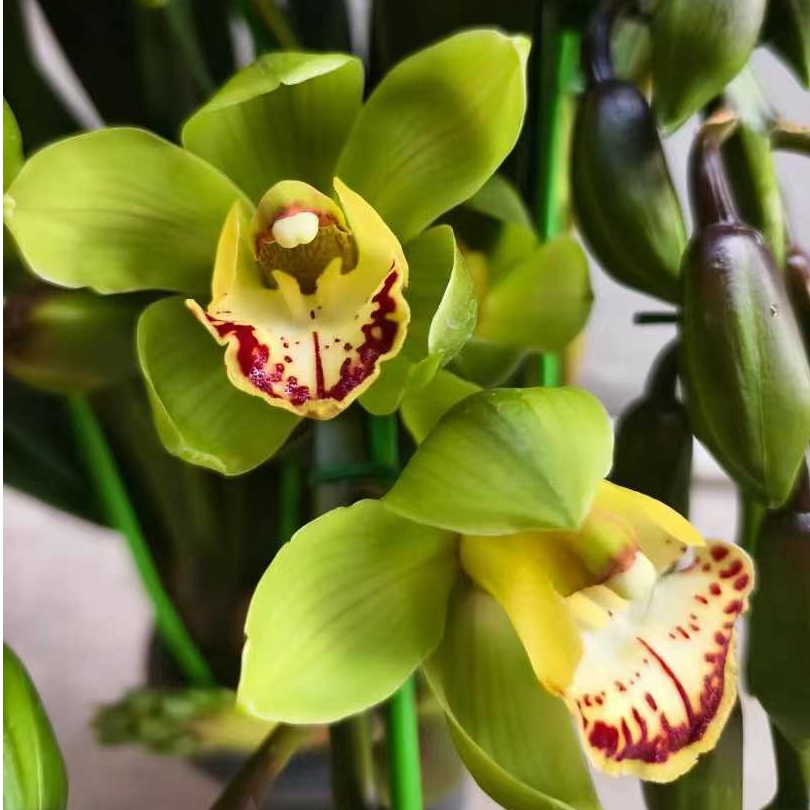 【玉观音】落地款多枝大花蕙兰翠绿色高端室内装饰盆栽花卉兰花