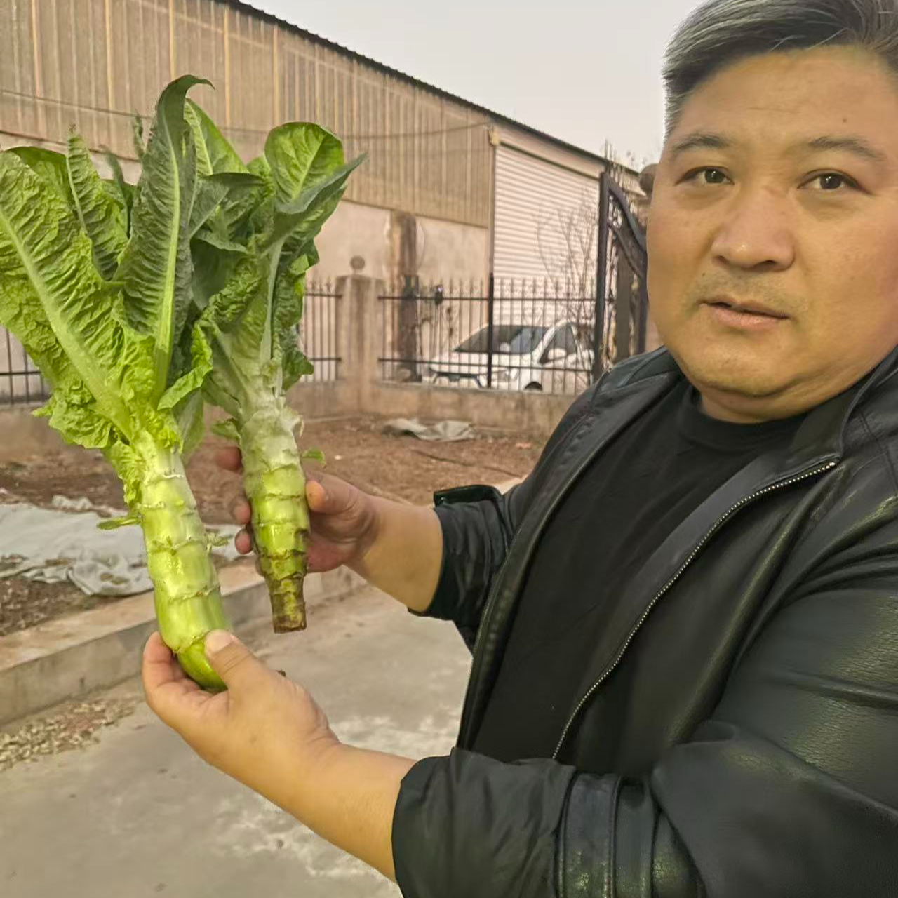 【5斤】山东新鲜绿心莴笋农家自种现砍现发当季时令蔬菜