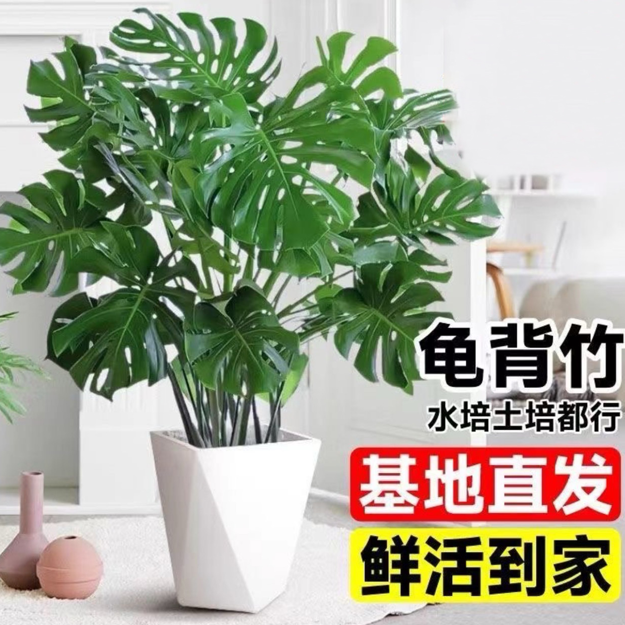 【加大版龟背竹70-80高】4株大苗绿植盆栽室内客厅阳台四季常青