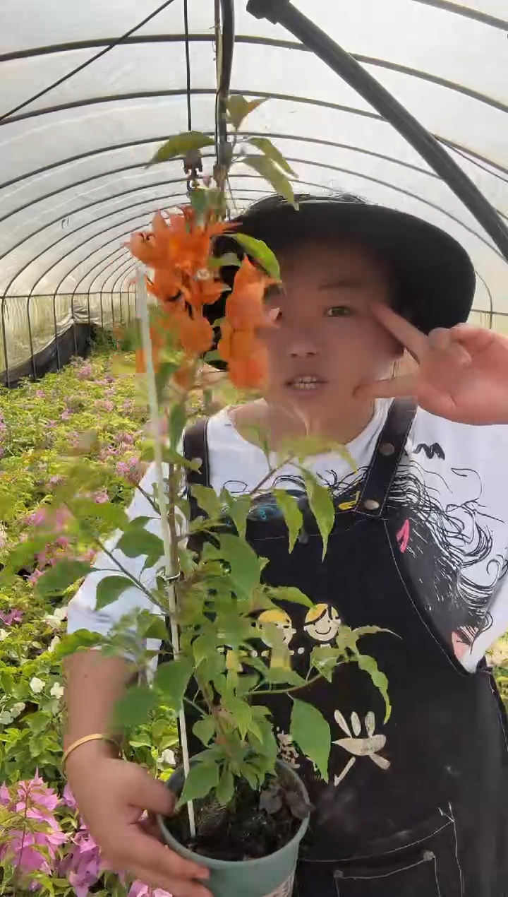 完全开放橙桑巴高飘