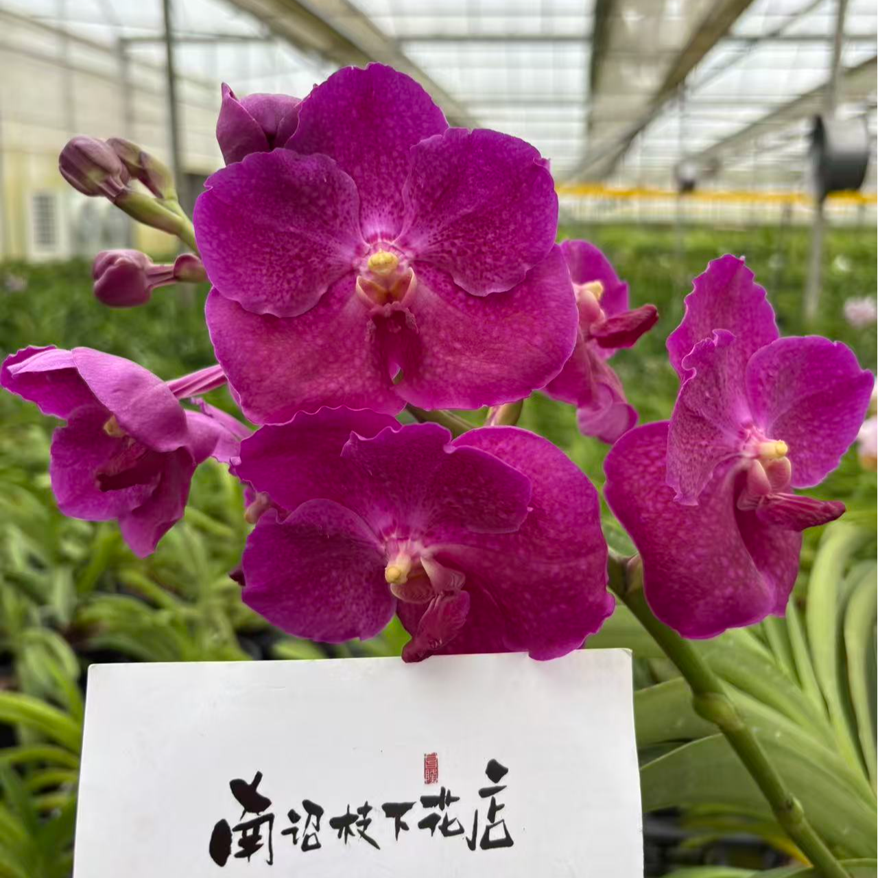 【南诏二级】阿内克博士万代兰（盆栽）爆花量大 花期长