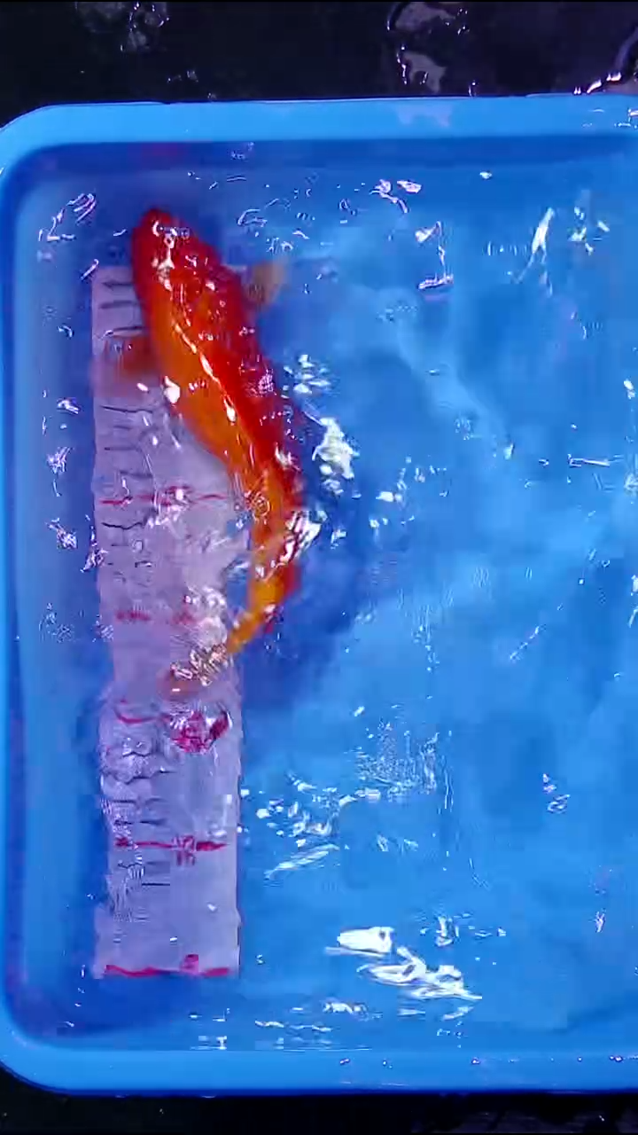 锦鲤直播间菁选 对版发货 08