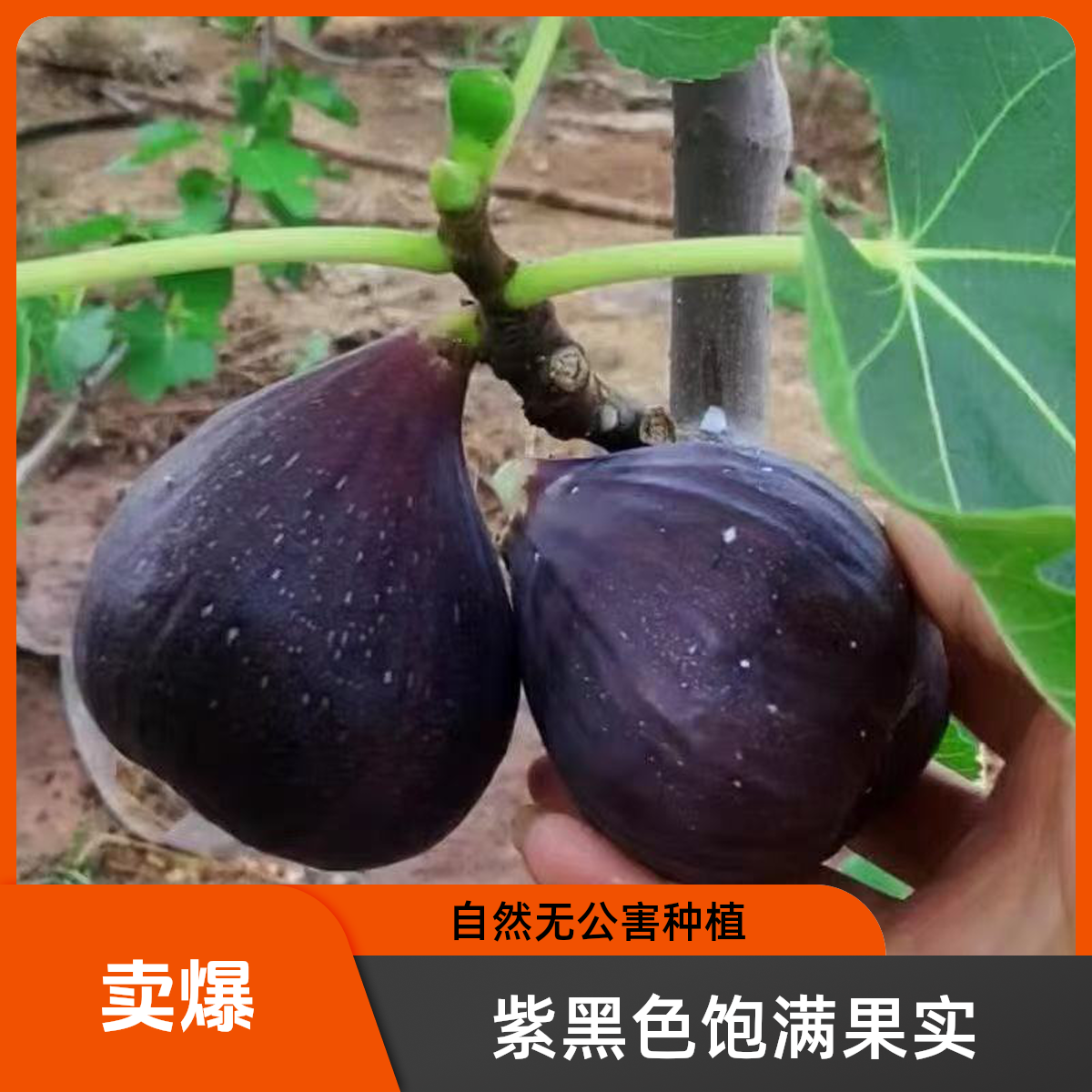 无花果树苗  盆栽地栽特大南北方种植耐寒耐热庭院阳台易种果树苗