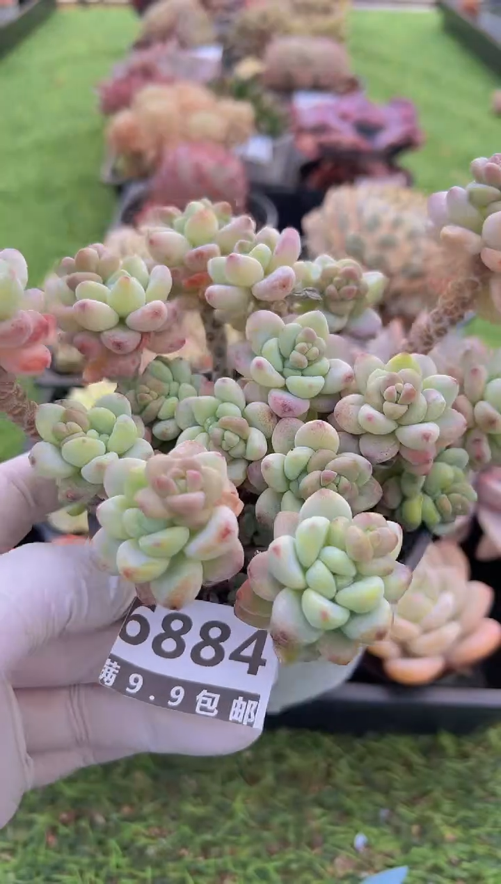 【闪购商品】信福多肉一物一拍