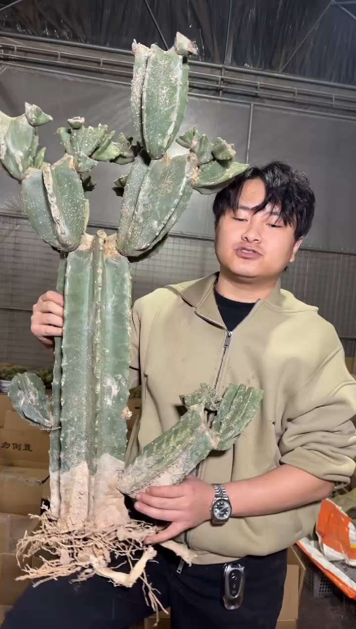 大 母本 量天尺【带根】