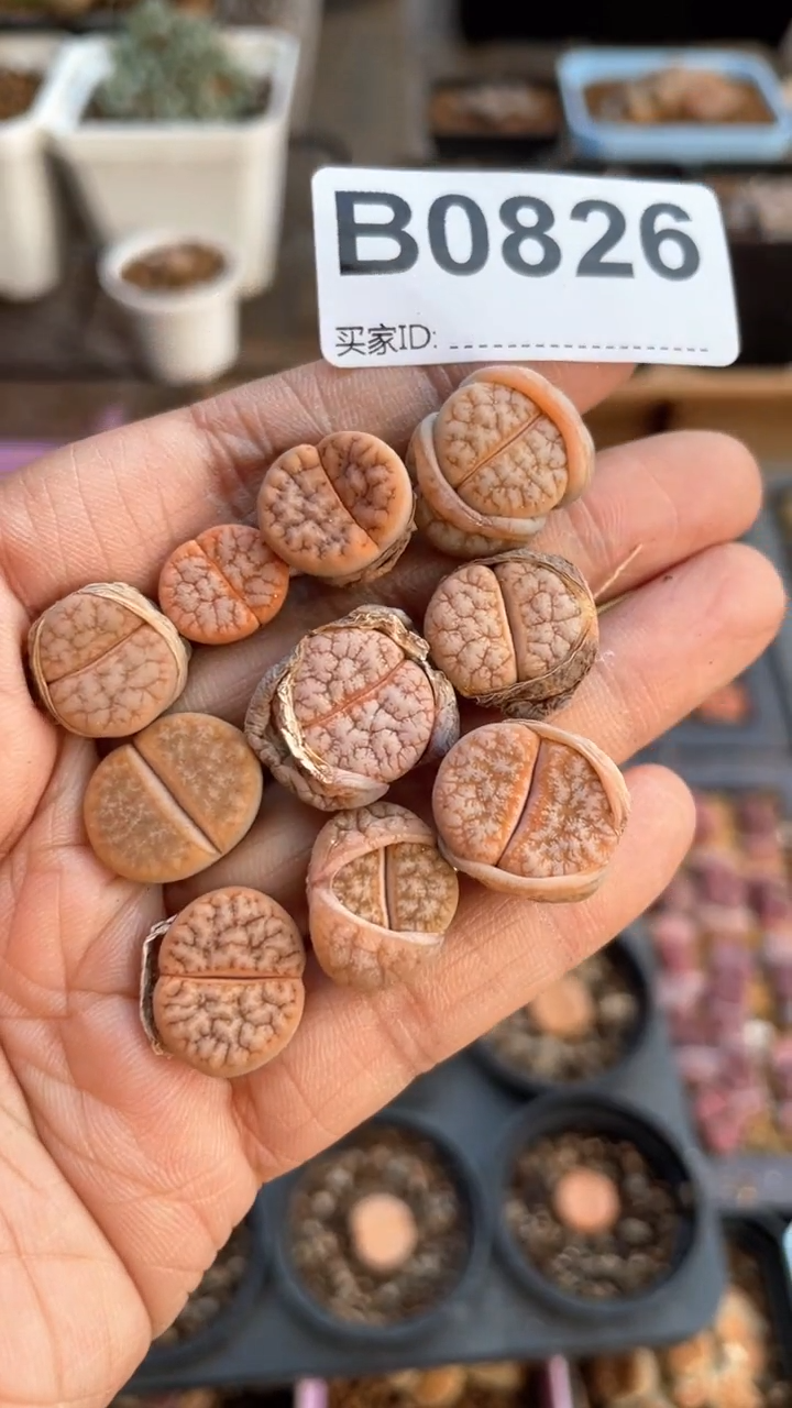 【闪购商品】0826直播一物一拍