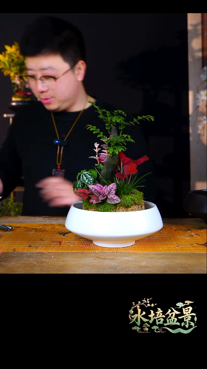 石云社一物一拍组合盆栽9