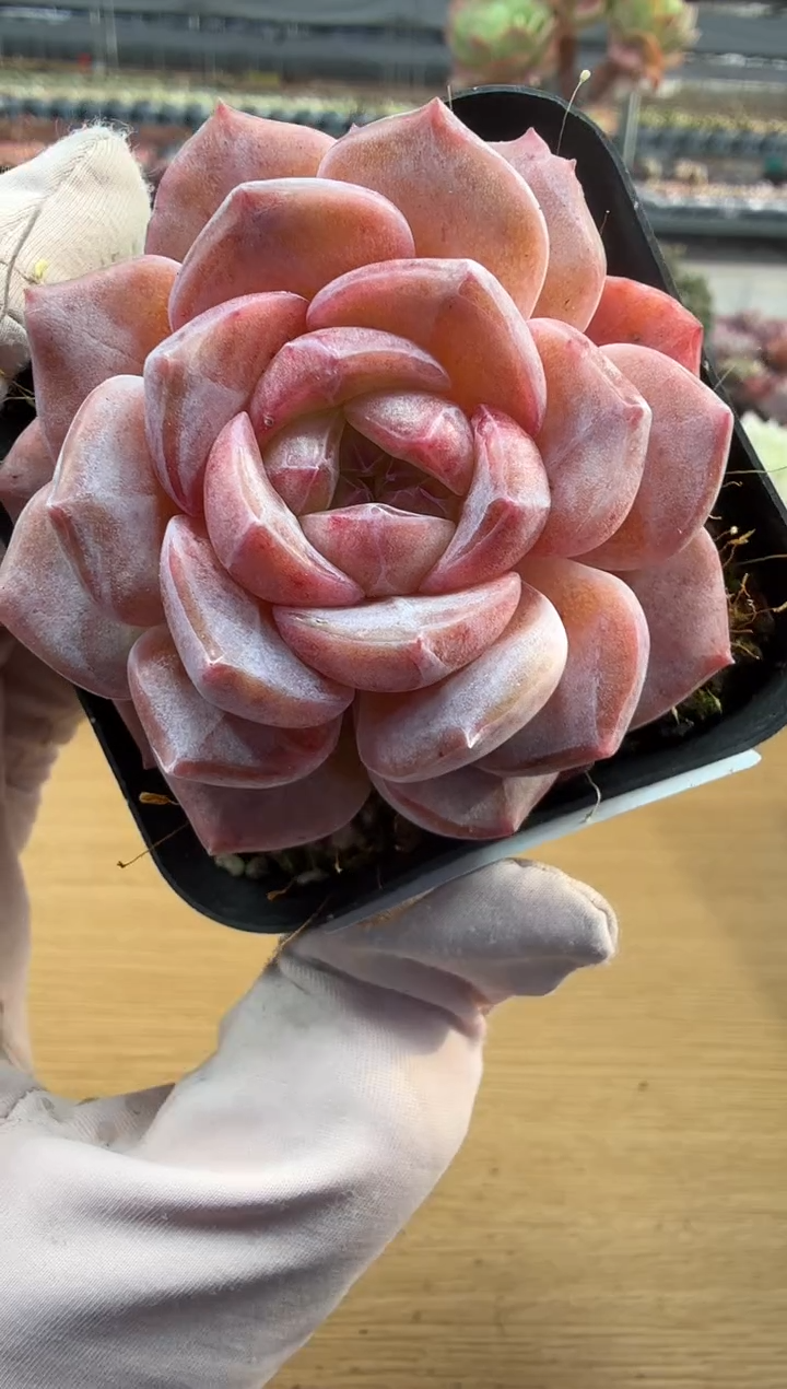 东云多肉园二店-303