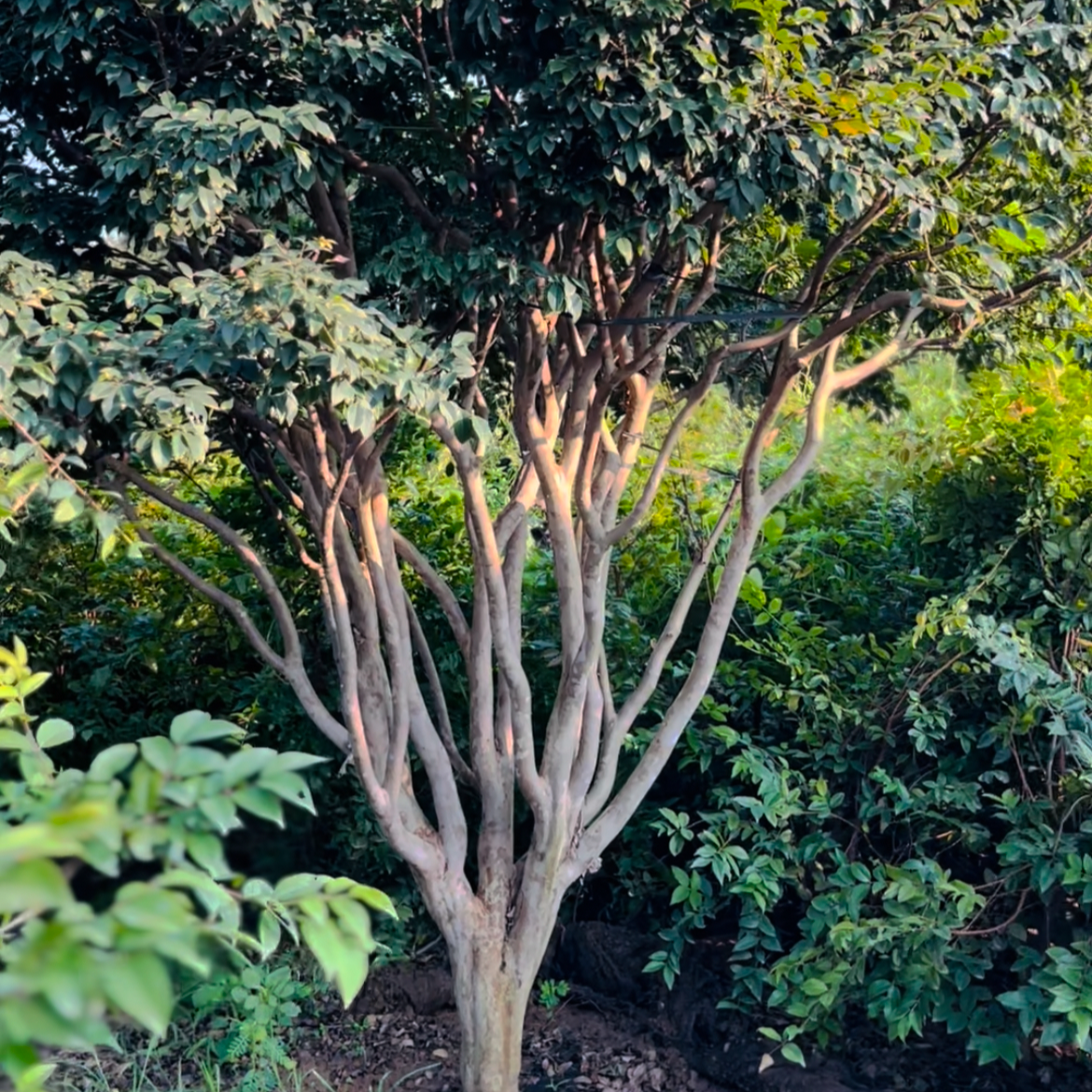 25年单杆shaba高端庭院种植果树鼠尾草