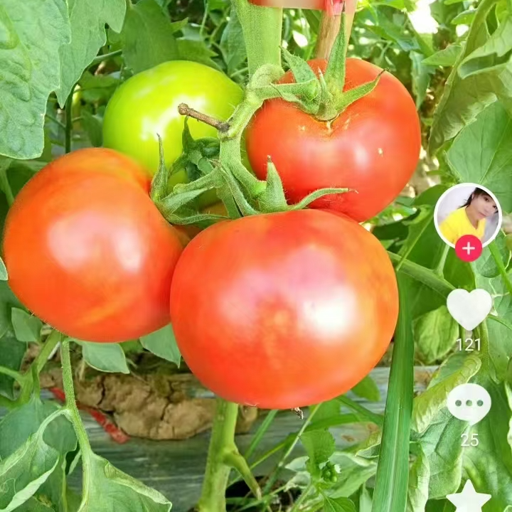 新鲜云南红果西红柿圣女果洋柿子现摘先发