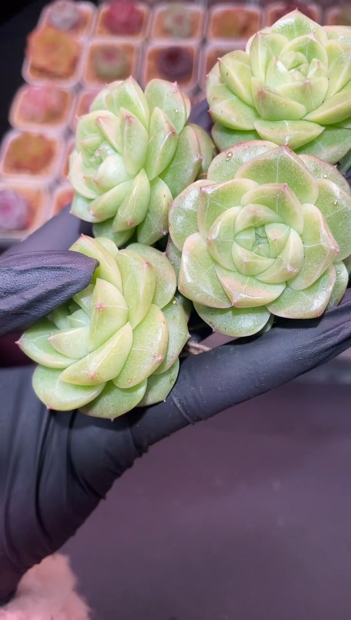 闪购070 萌萌小兔多肉一颗  4厘米