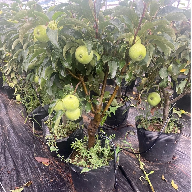 红将军花园植物矮化盆栽苗（新人试养）
