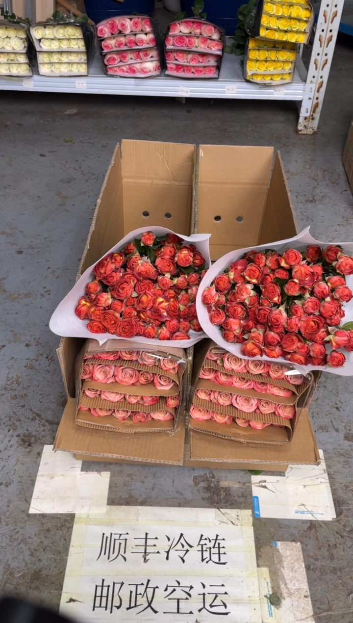 卡布20枝+巧克力10枝