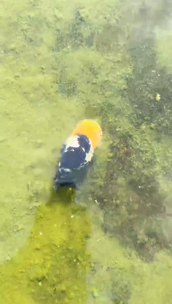 金鱼众*水娃娃观赏鱼兰寿金鱼  不包邮