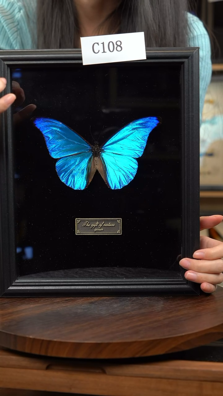 蝴蝶标本摆件竞拍c108