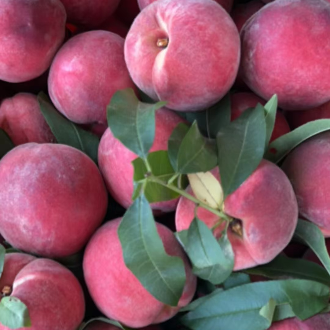 湖南湘西高山新鲜红桃脆桃产地直发