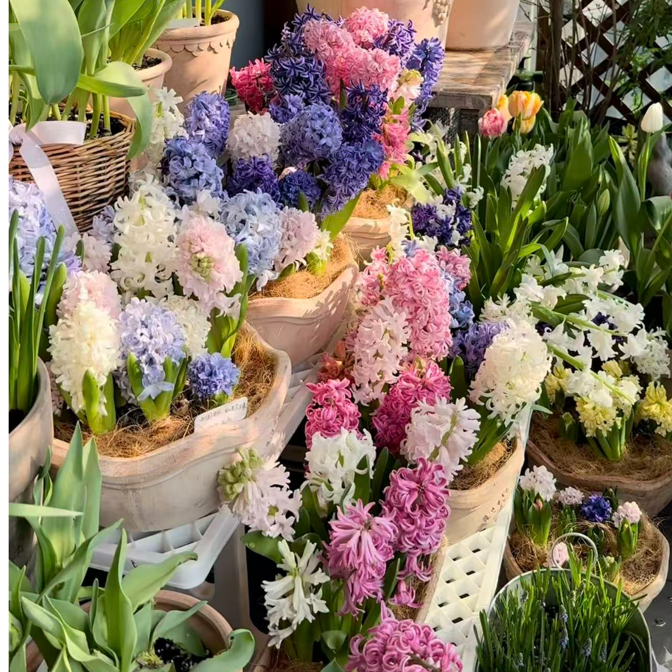 【风信子种球】阳台花园可盆栽地栽球根花卉香味浓郁花卉植物种球