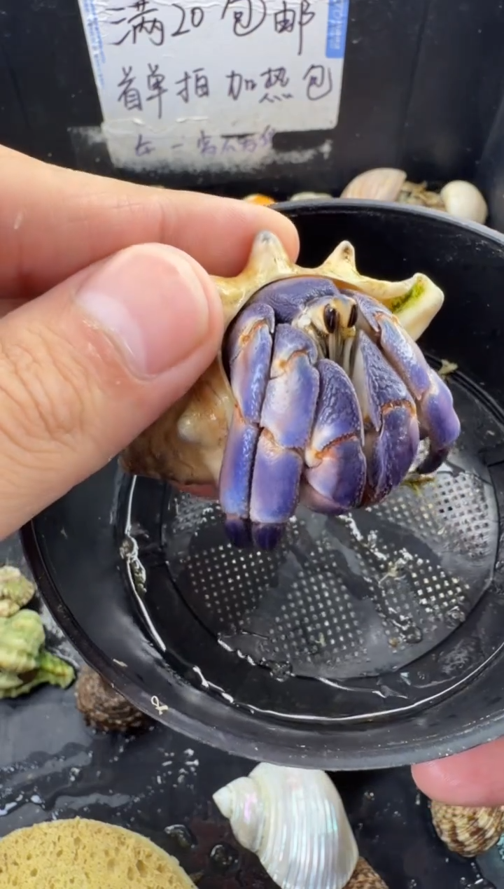 紫陆一只，不包全品
