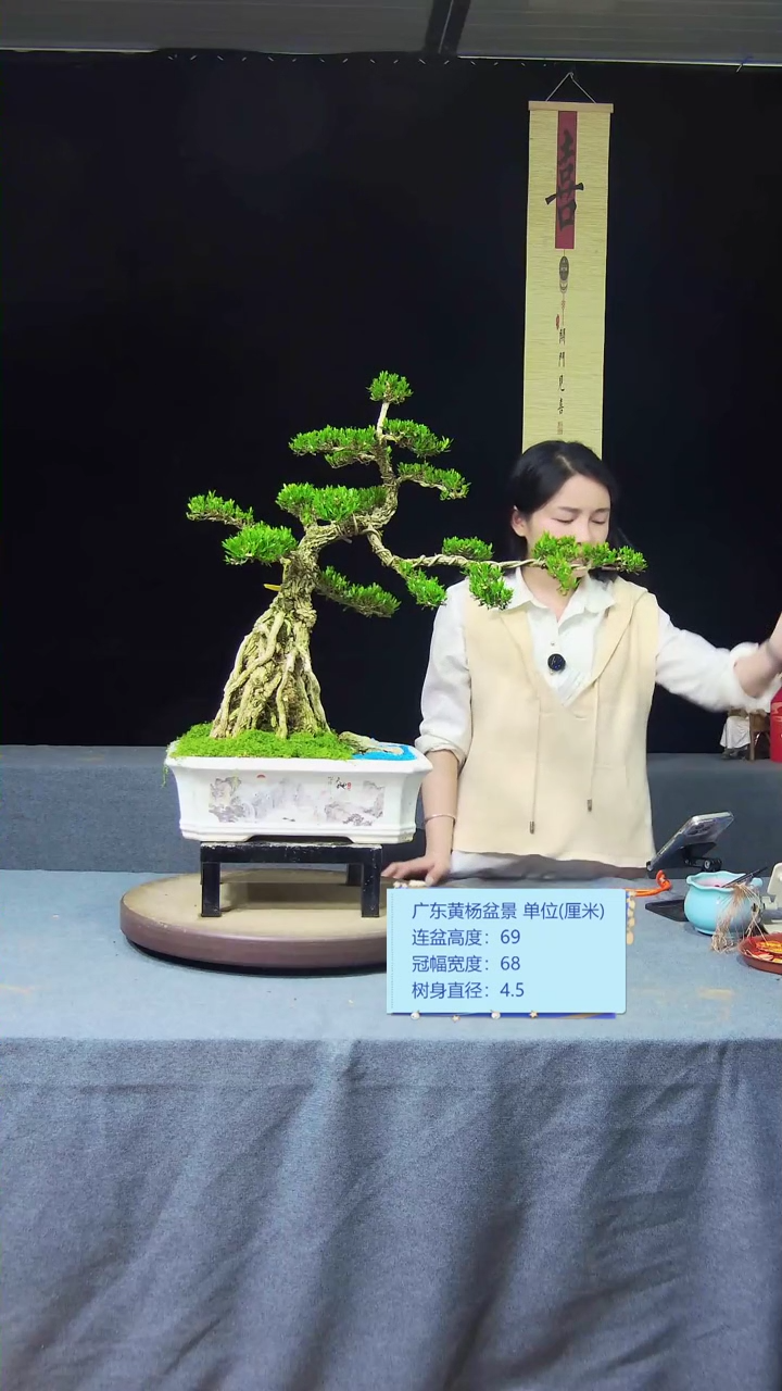 【闪购商品】黄杨盆景黄杨盆景