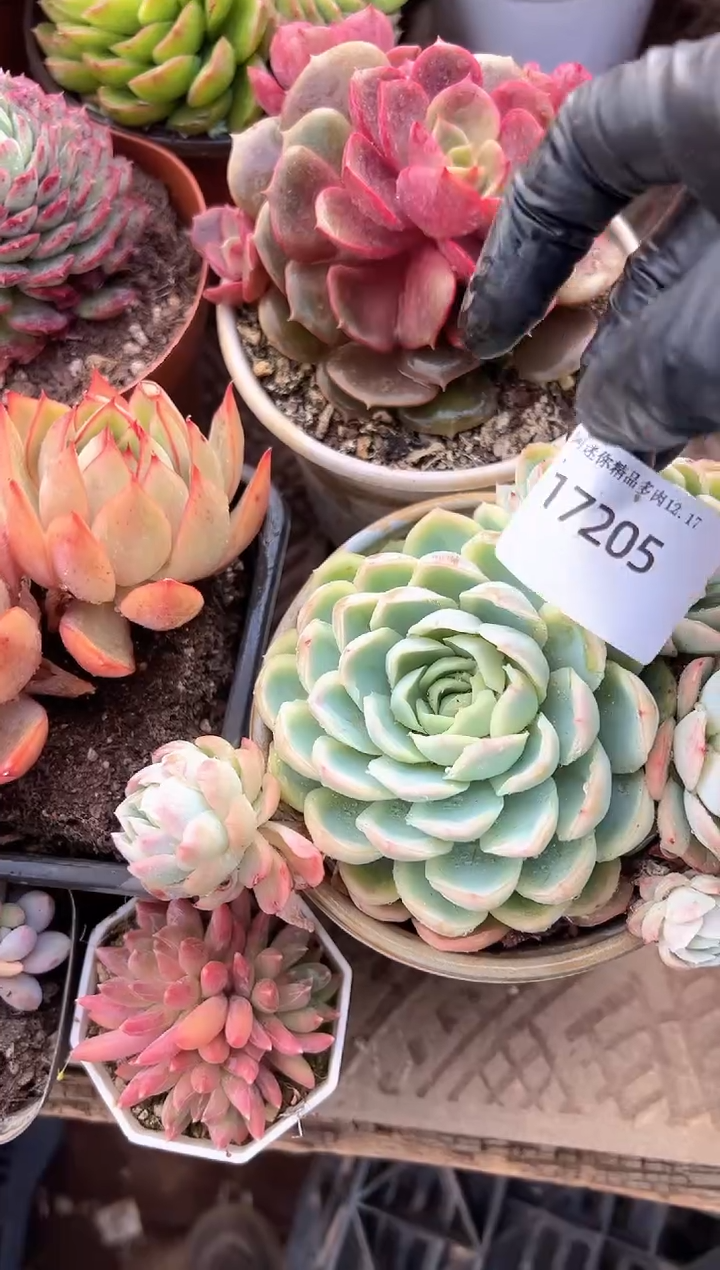 悠*#多肉植物一物一拍17205