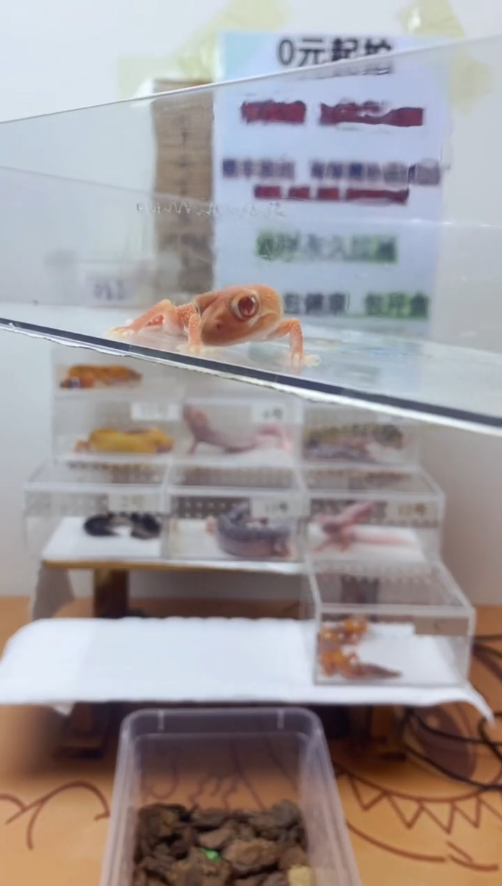 豹纹守宫豹纹守宫幼苗亚成体成体