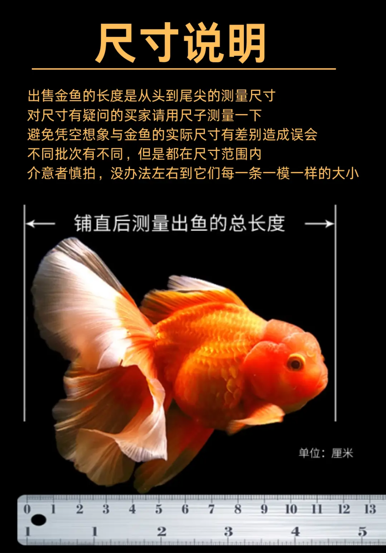 精品泰狮玛丽.金鱼 
