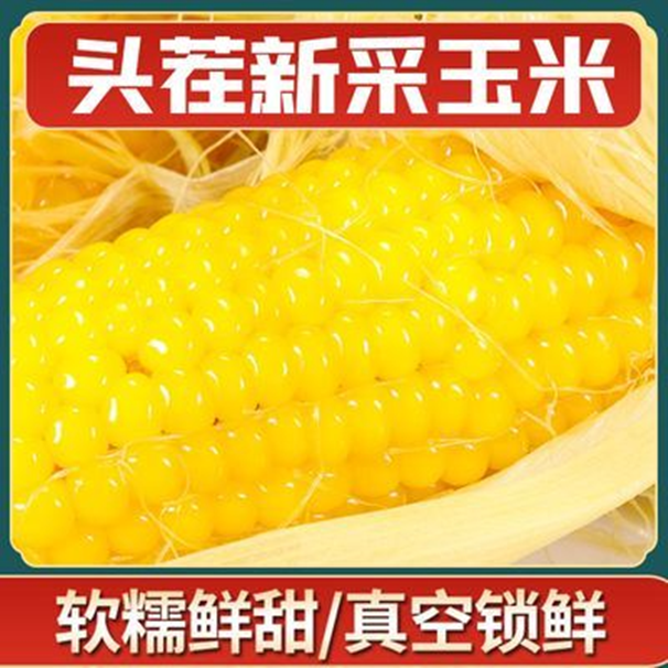 【16只净重6.5斤（嫌小勿拍）】东北香甜糯玉米 黑龙江玉米 香软糯黏
