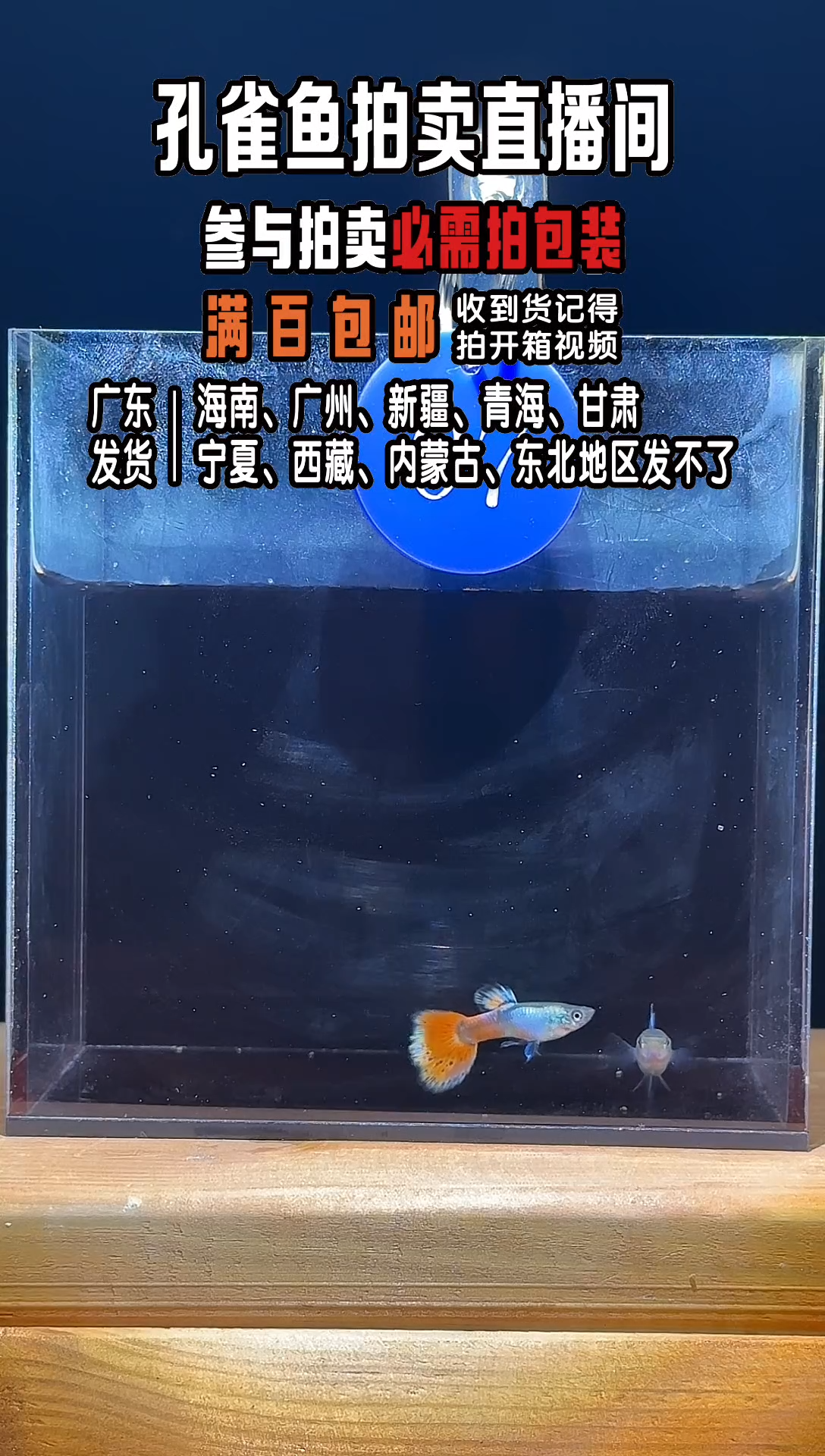 孔雀鱼大耳马赛克1对
