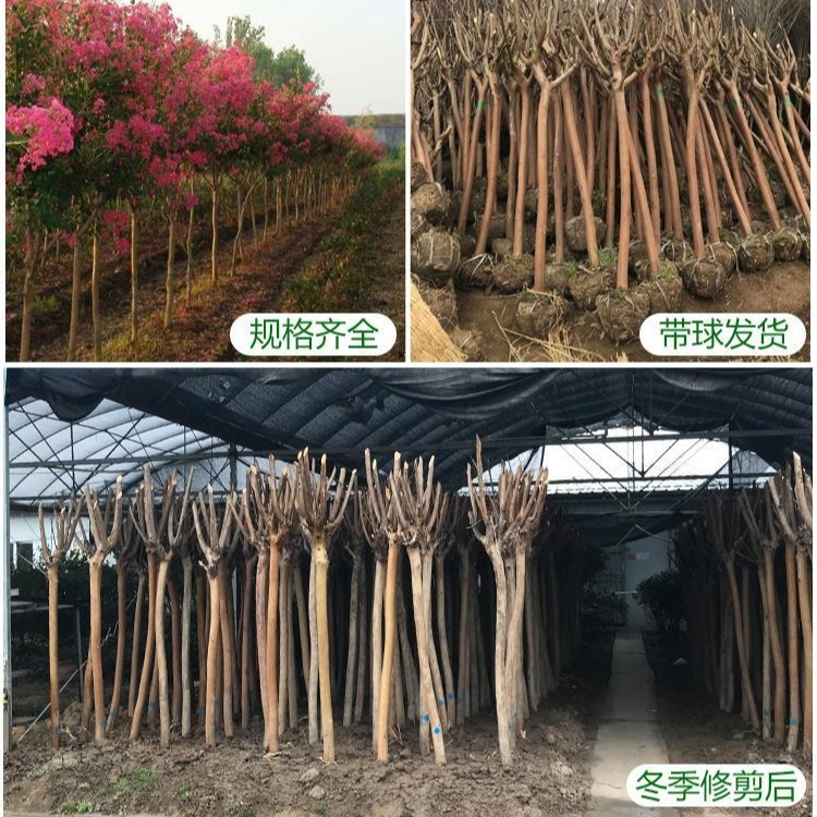 川红紫薇树VIP专拍链接