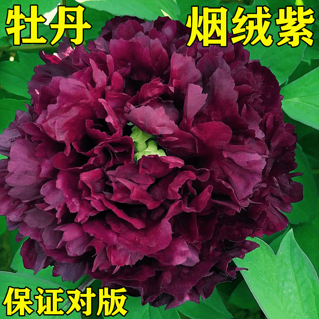 【烟绒紫】正宗洛阳重瓣牡丹花苗北方耐寒盆栽地栽室内庭院花卉牡丹