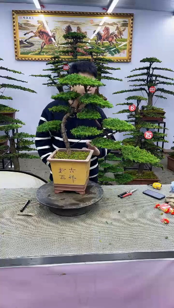 【闪购商品】八斗松/松类活物造型盆景，以直播间截图为        