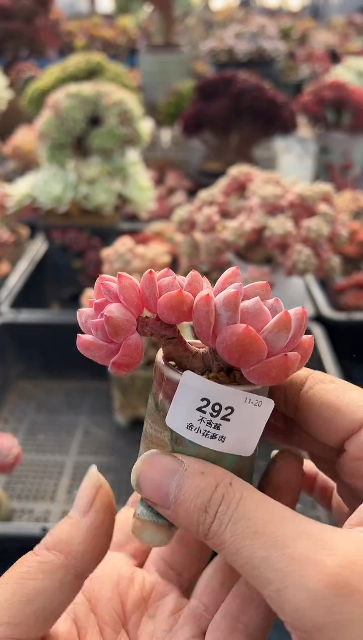 ?*子292              不带盆