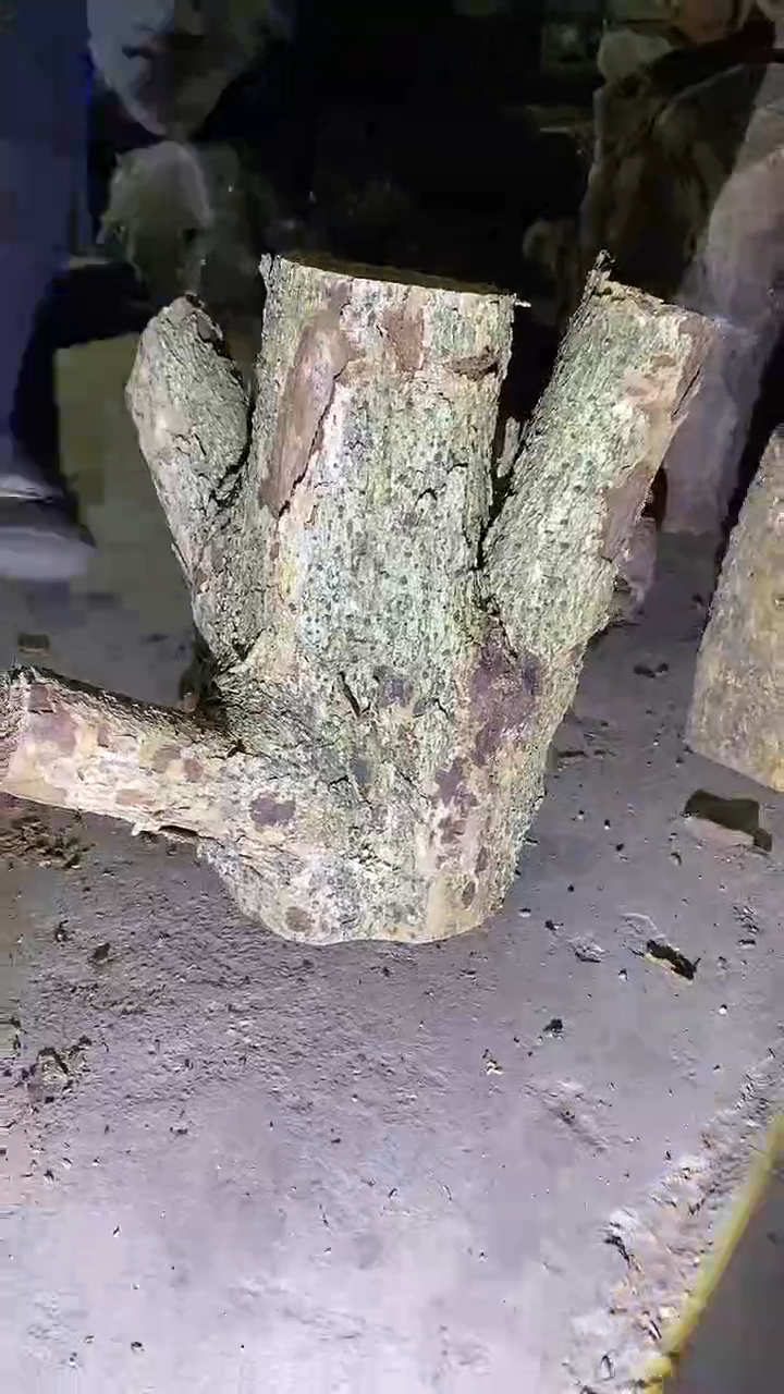 小叶桢楠金丝楠木