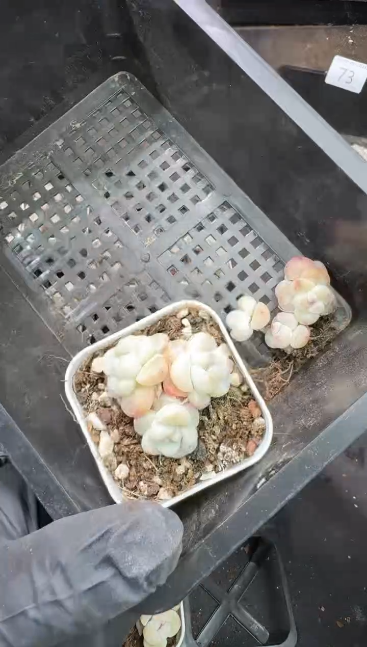 【闪购商品】76号到手1框-江北多肉