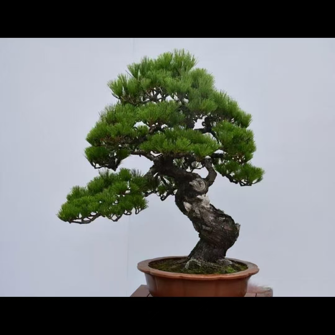 爆皮老桩盆栽韩国植物迎客松文人造型黑松盆景适合植物庭院养护