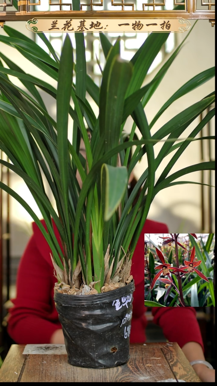 完全开放金华山大盆带花苞