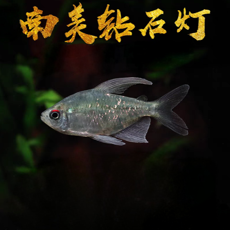 南美钻石灯  灯科鱼  