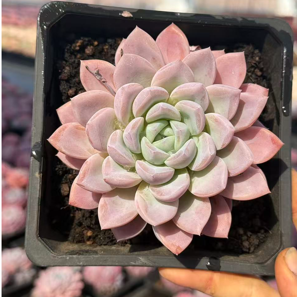 11#贵妃粉冰玉单头及单头带崽多肉植物  前男友精品多肉