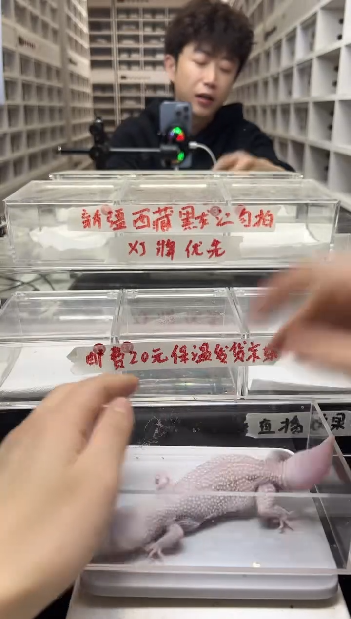 豹纹守宫42豹纹守宫