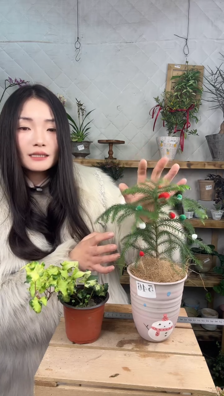 无花朵546南洋杉加盆一套