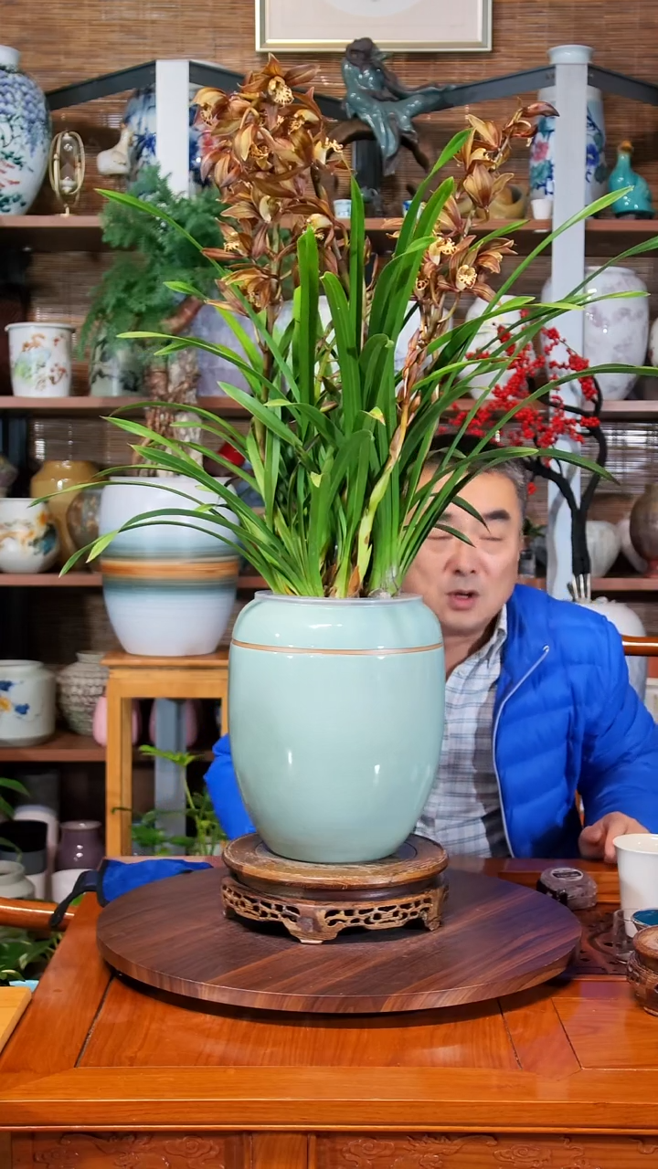 无花朵学*水之韵水培黄金香兰